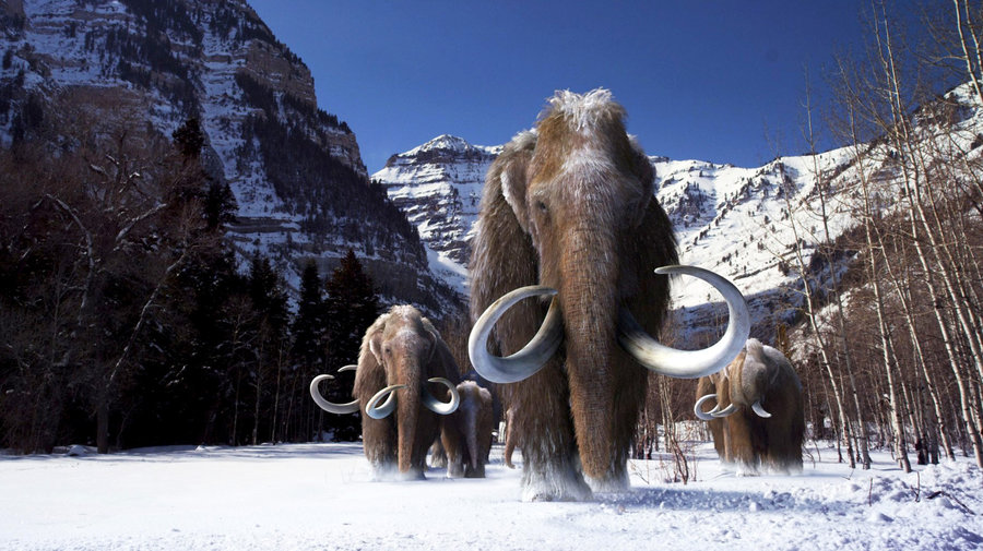 woollymammoth-1_wide