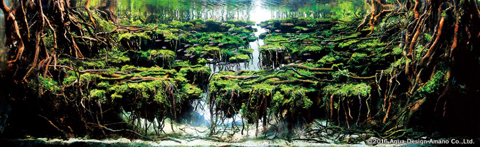 2016-international-aquascaping-contest-meshpedia-1