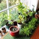 Plants in home