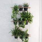 plants in home 1