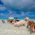 7. Pig Beach, Exumas, Bahamas