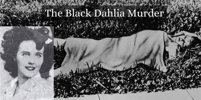 Black Dahlia