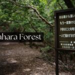 Aokigahara Forest