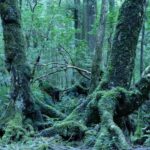 Aokigahara Forest