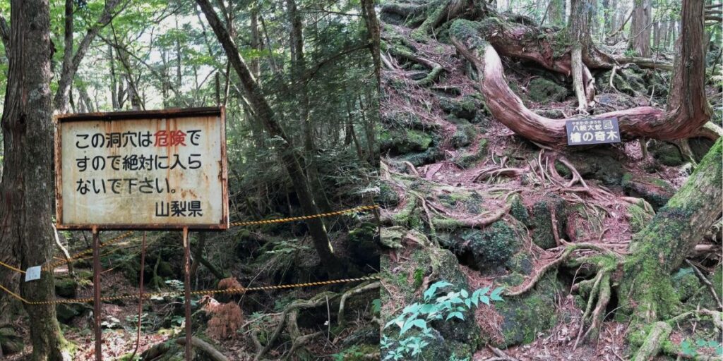 Aokigahara Forest