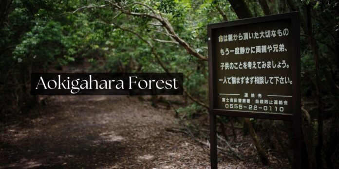 Aokigahara Forest