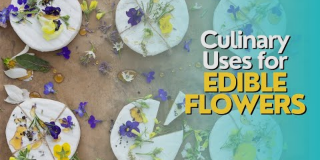 Culinary Uses of Edible Flowers