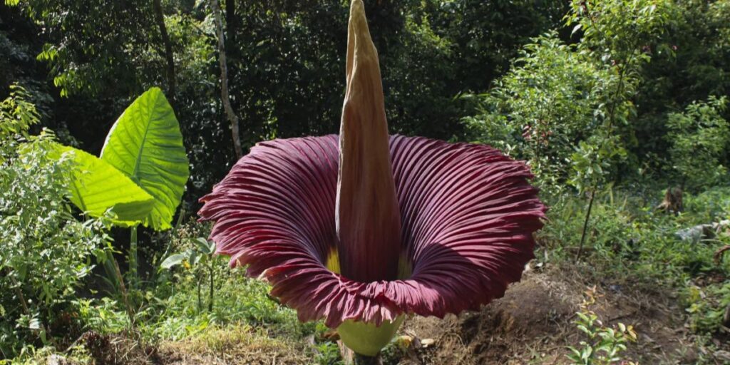 Corpse Flower