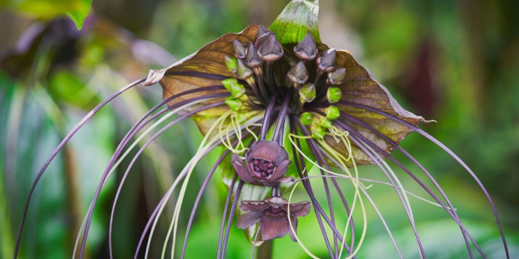 Bat Flower