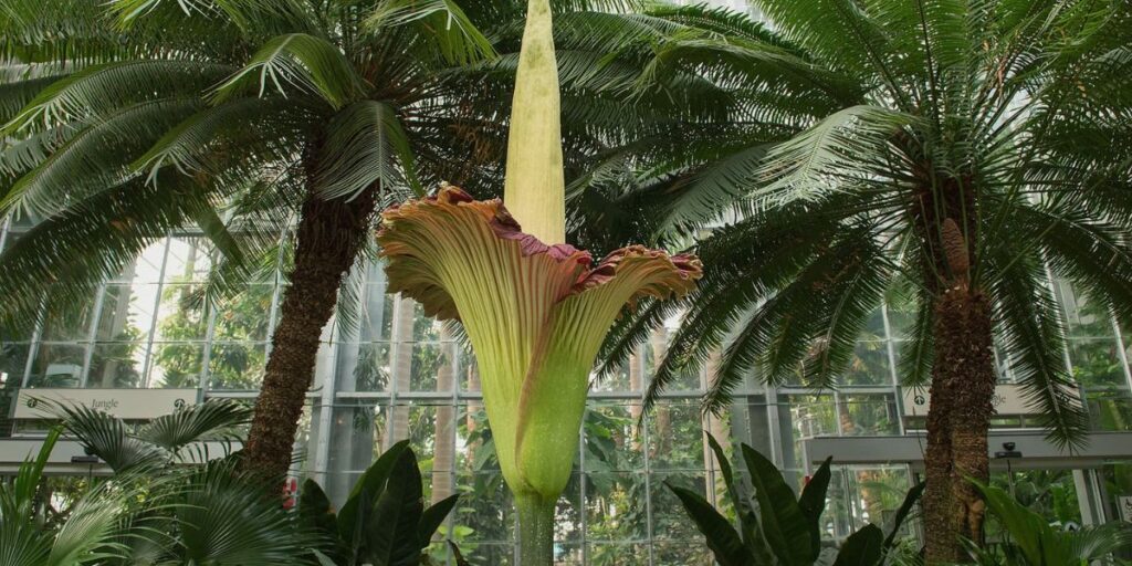 Titan Arum 