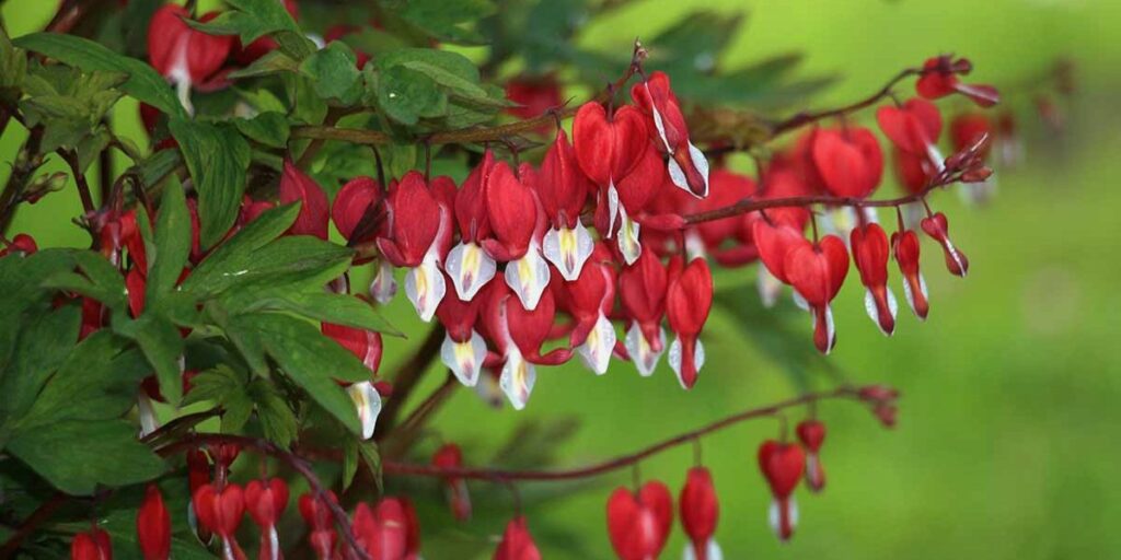 Bleeding Heart