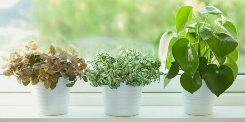 Best Indoor Plants for Air Purification