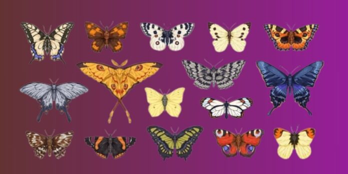 butterfly types