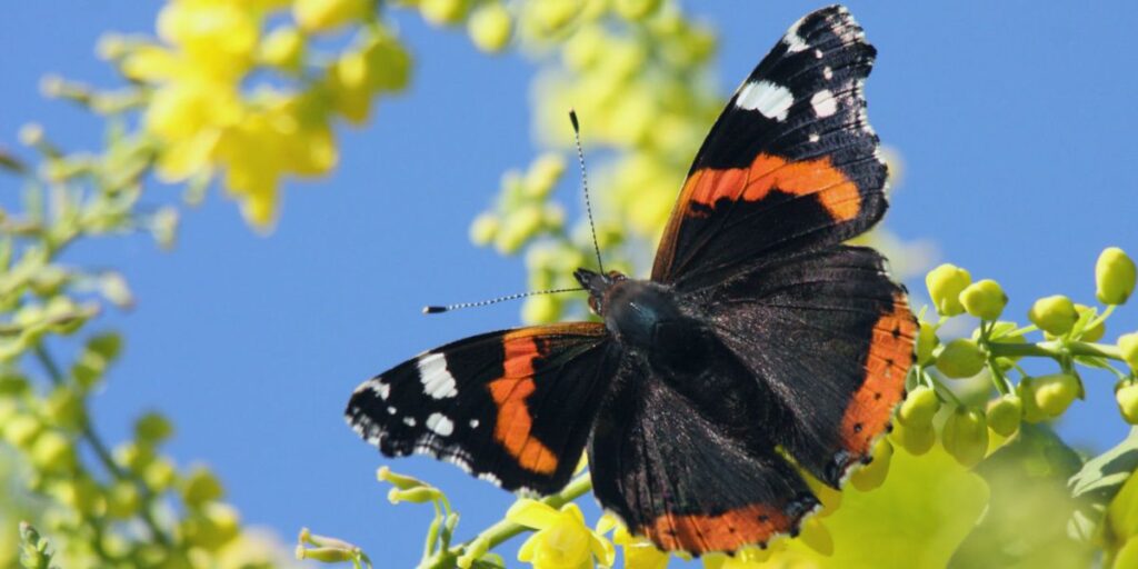 Red Admiral