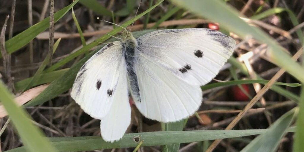 cabbage white butterfly