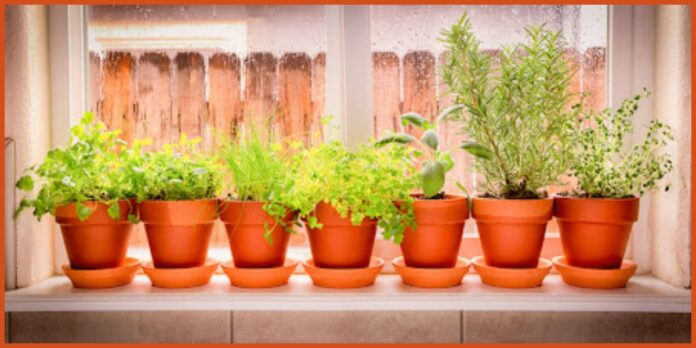 Herbs to Grow Indoors