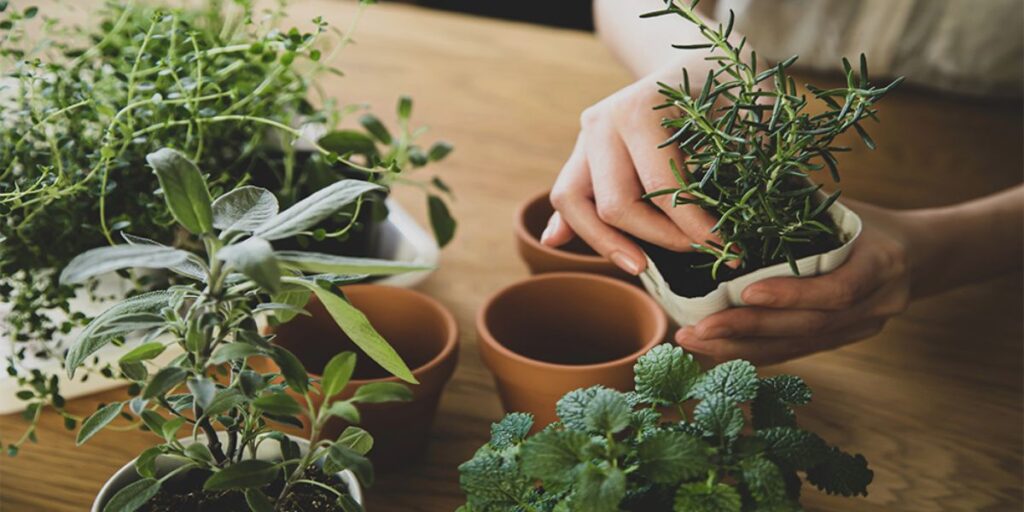 Why Grow Herbs Indoors?