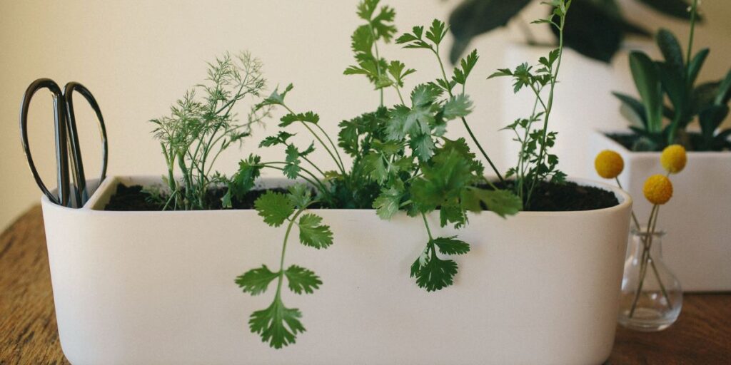 Herbs to Grow Indoors