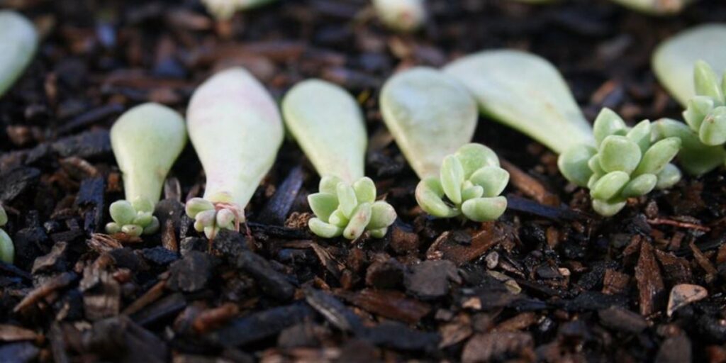 Propagate Succulents