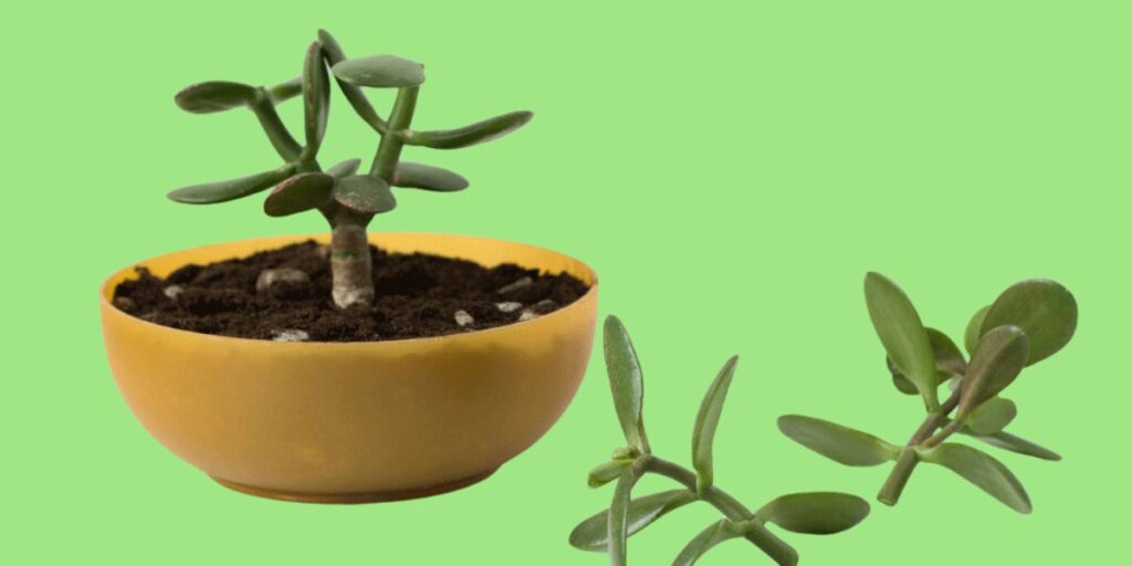 Methods of Succulent Propagation