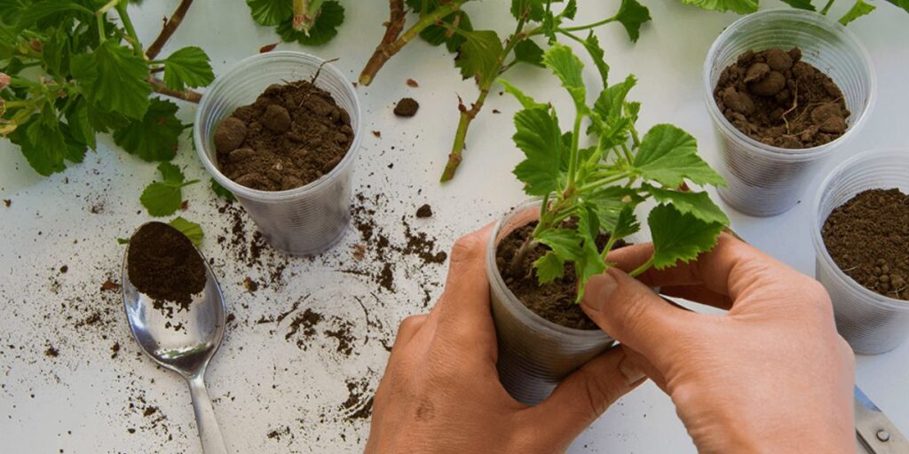 Leaf Propagation