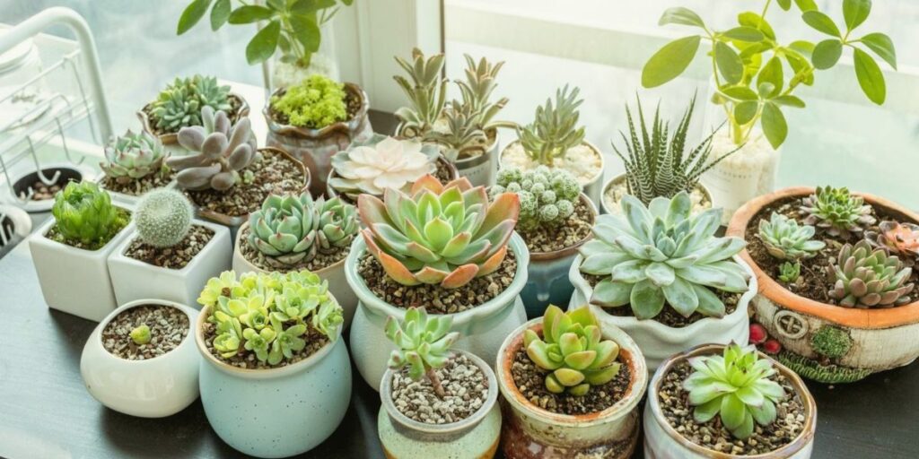 Caring for Newly Propagated Succulents