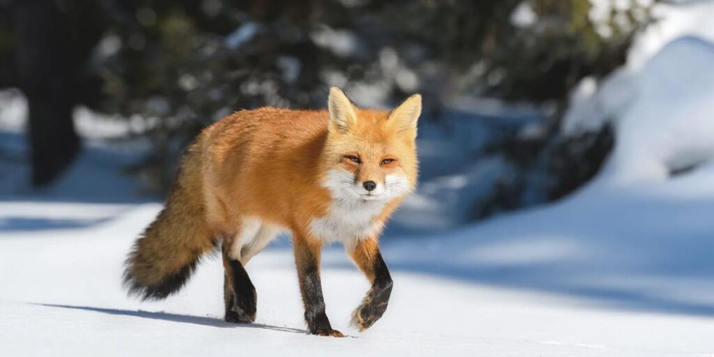 Red Fox