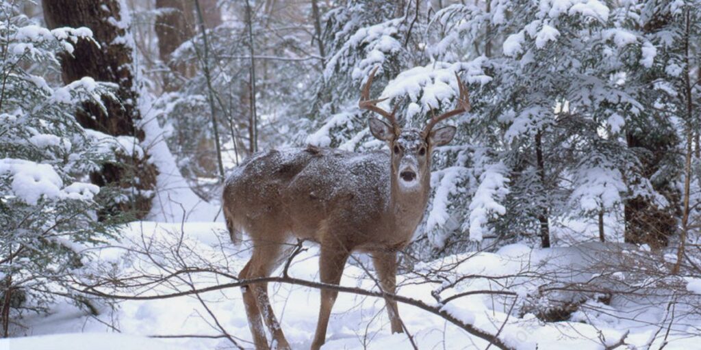 white tailed deer