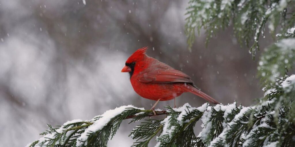 northern cardinal